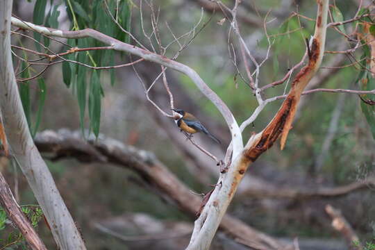 Image of Spinebill