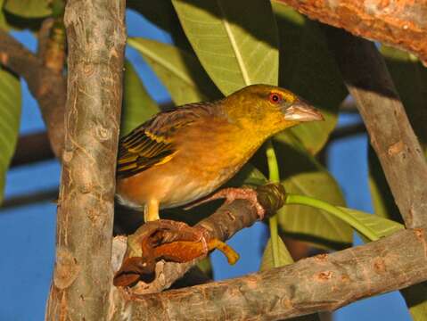 Image of Village Weaver