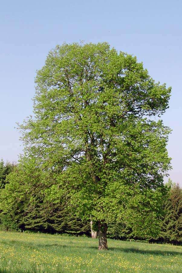 Image of Littleleaf Linden