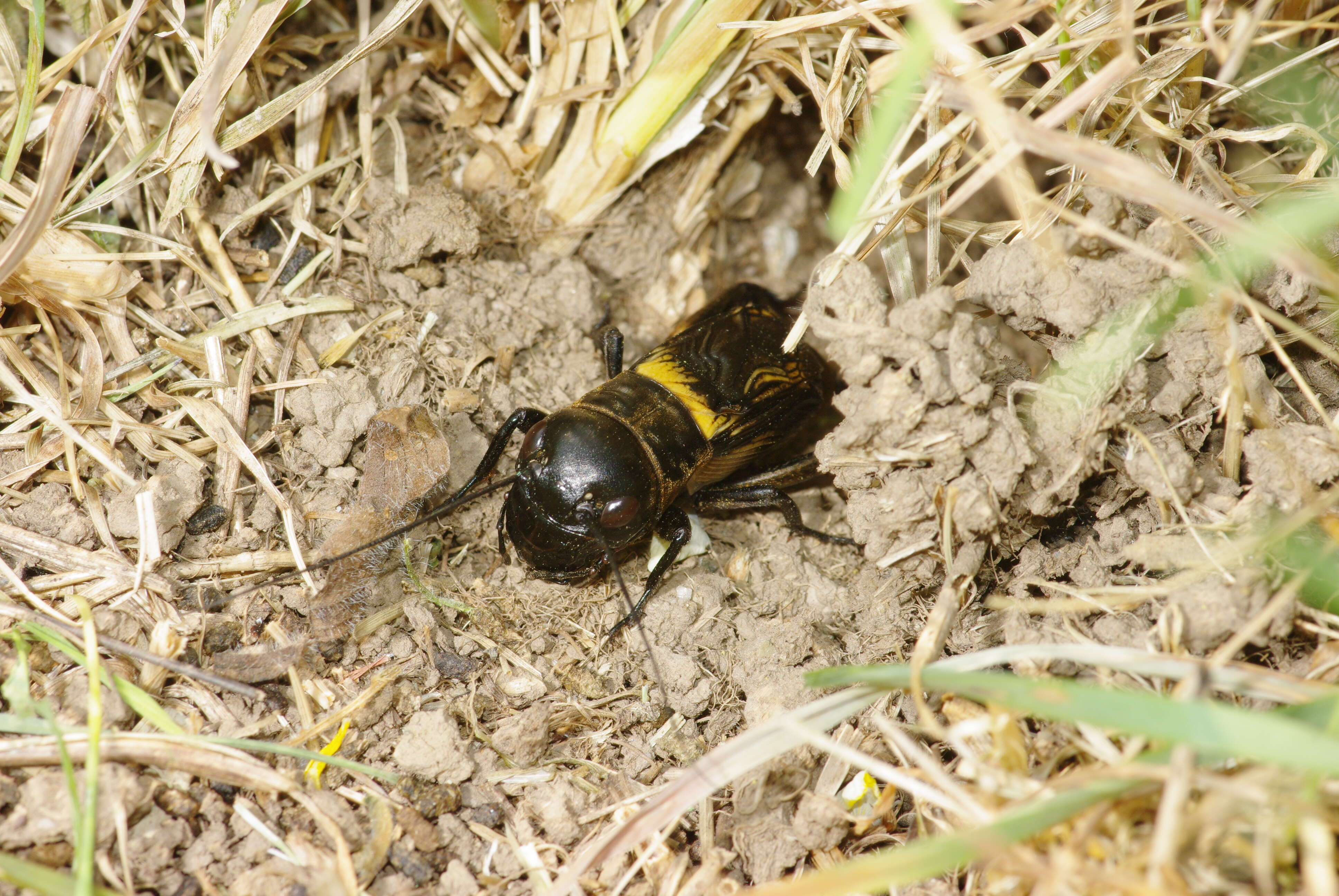 Image of Field cricket