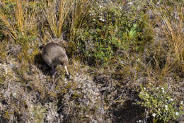 Image of Great Spotted Kiwi