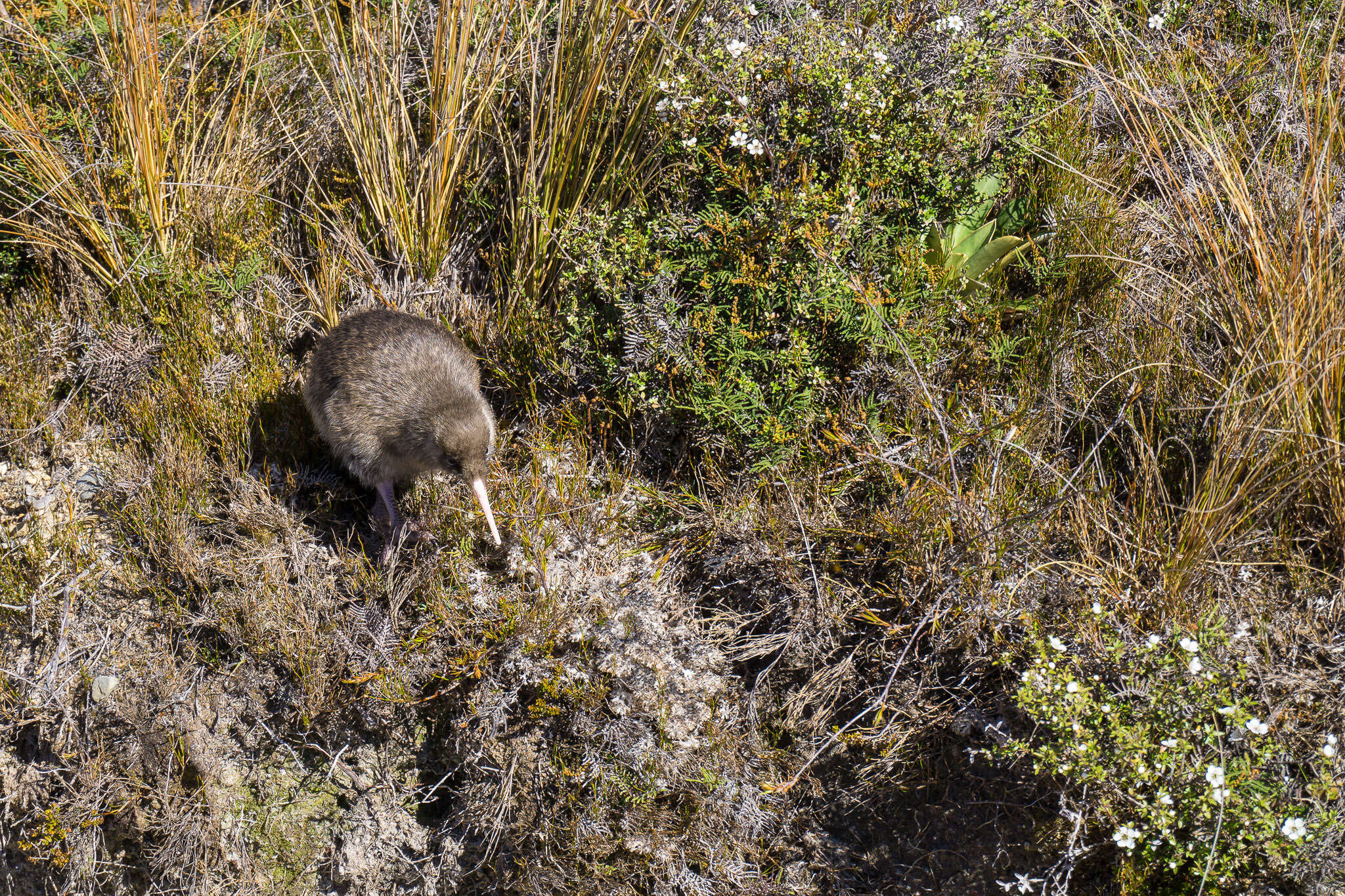 Image of Great Spotted Kiwi