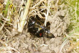 Image of Field cricket