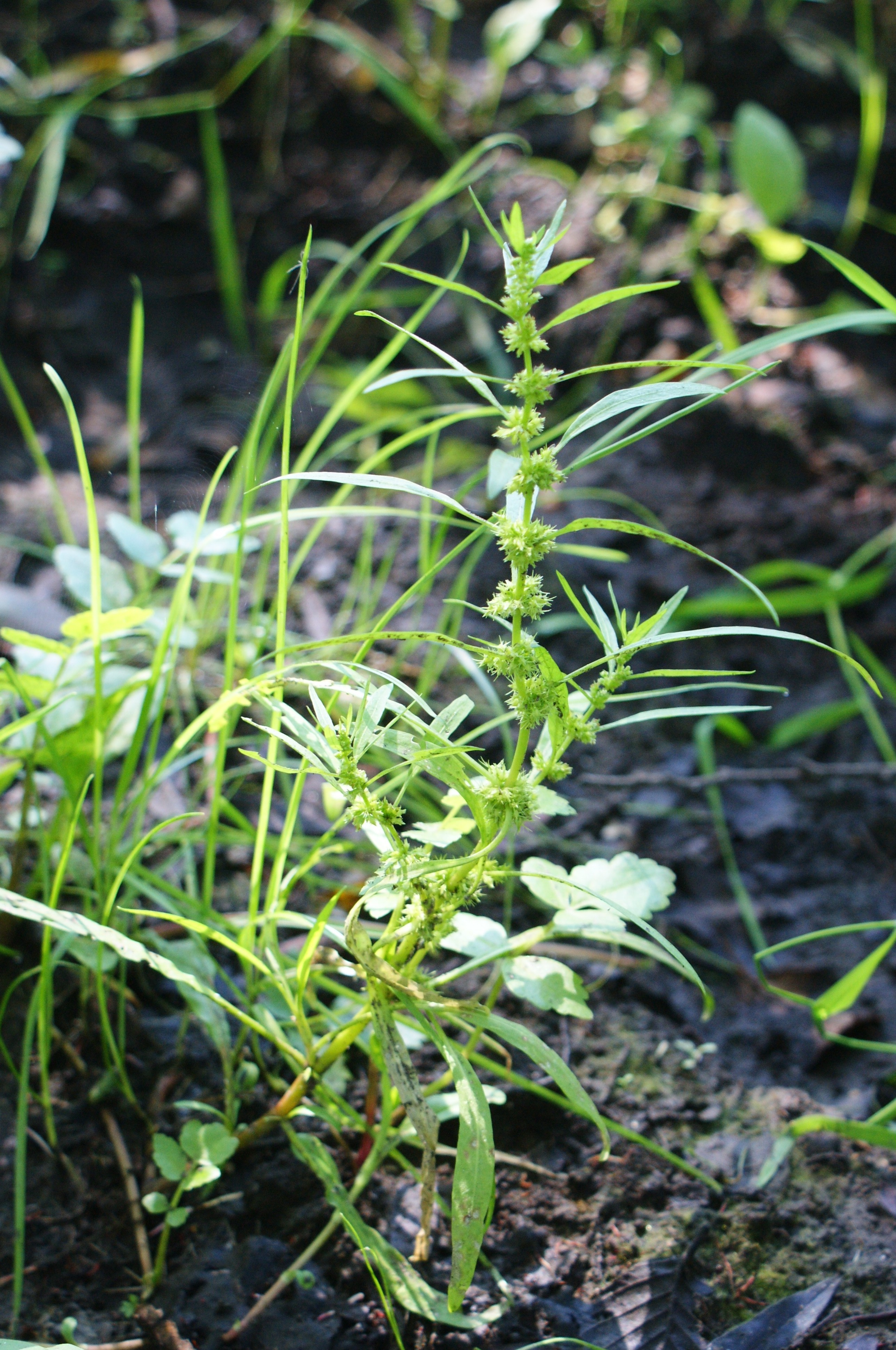 Rumex palustris (rights holder: Kenraiz)