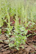 Image of ragweed