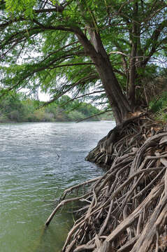 Image of Mexican Cypress