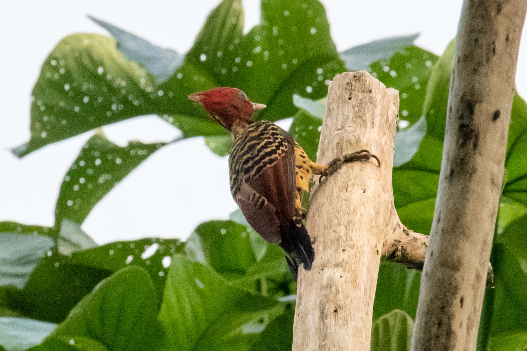 Image of Rufous-headed Woodpecker