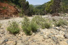 Image of Willow-Leaved Water Croton