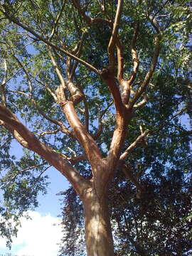 Image of gumbo limbo