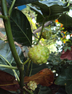 Image of Indian mulberry