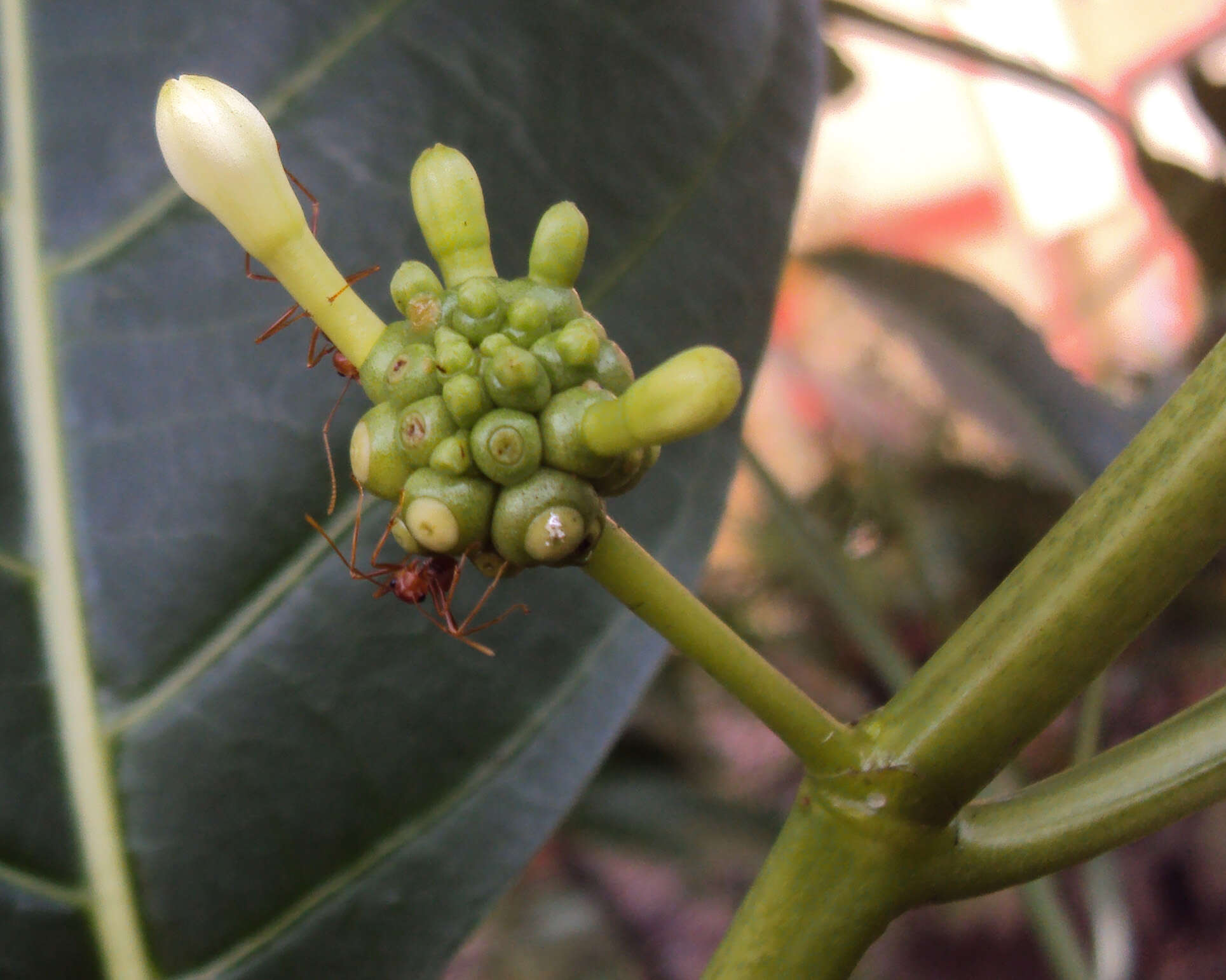 Image of Indian mulberry