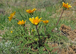 Слика од Balsamorhiza hispidula Sharp