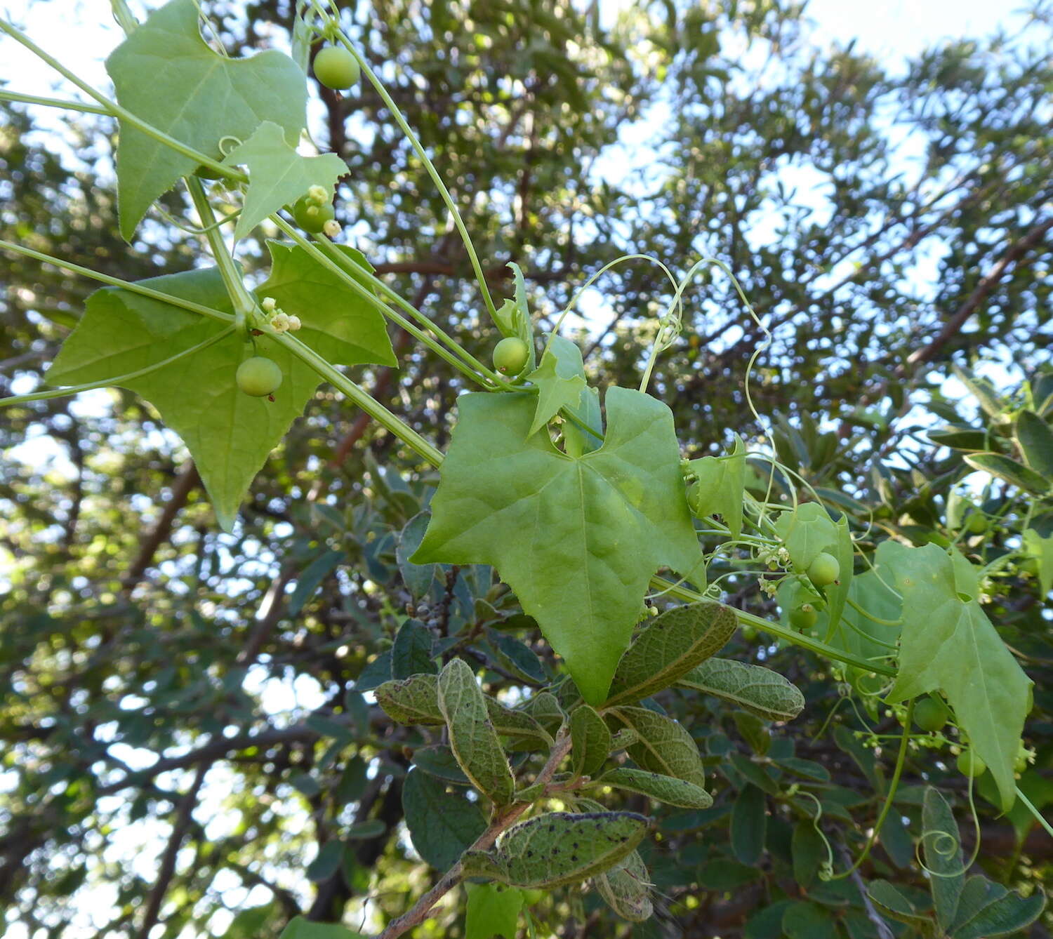 Image of Zehneria marlothii (Cogn.) R. & A. Fernandes