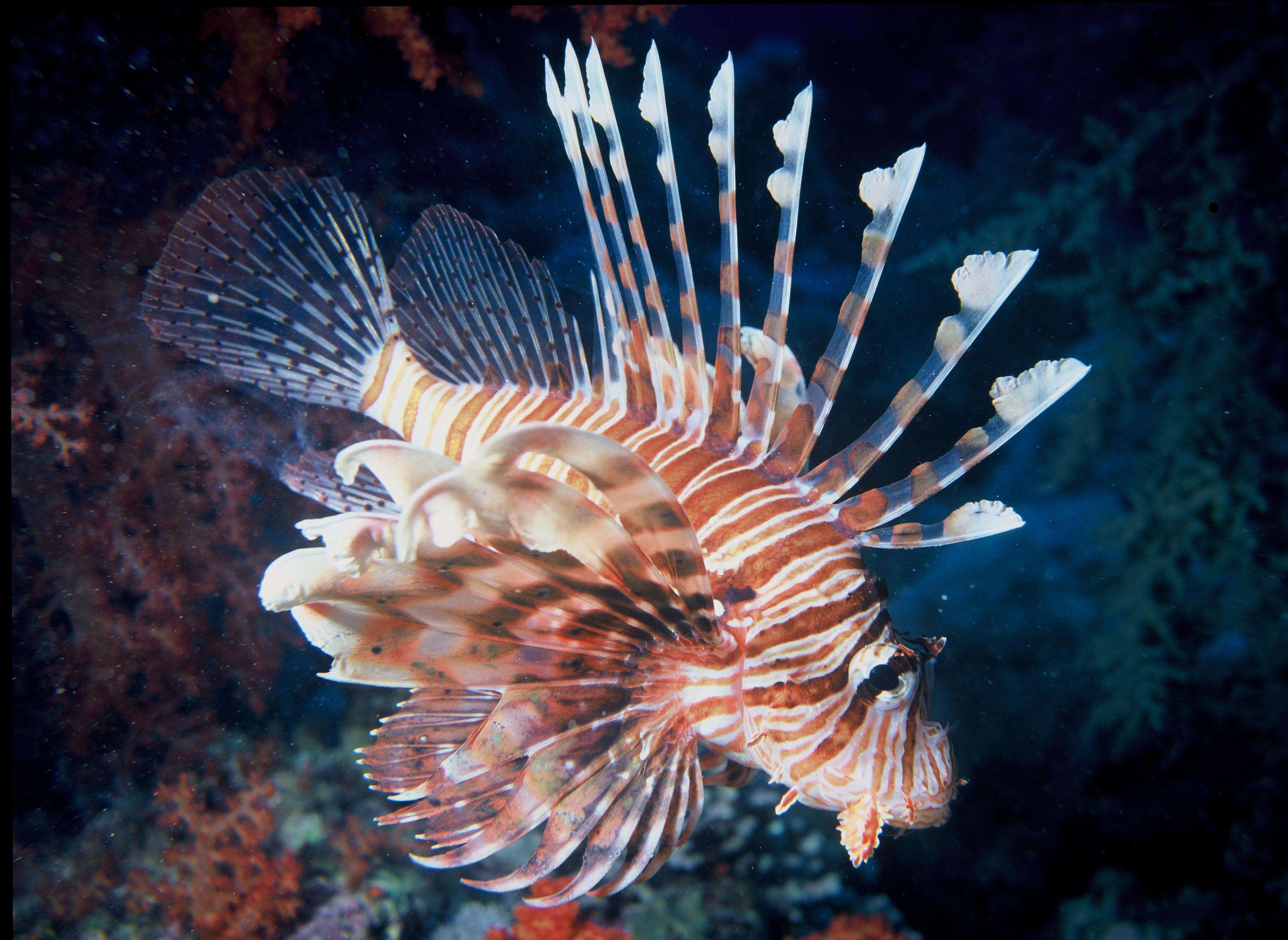 Image of Common lionfish