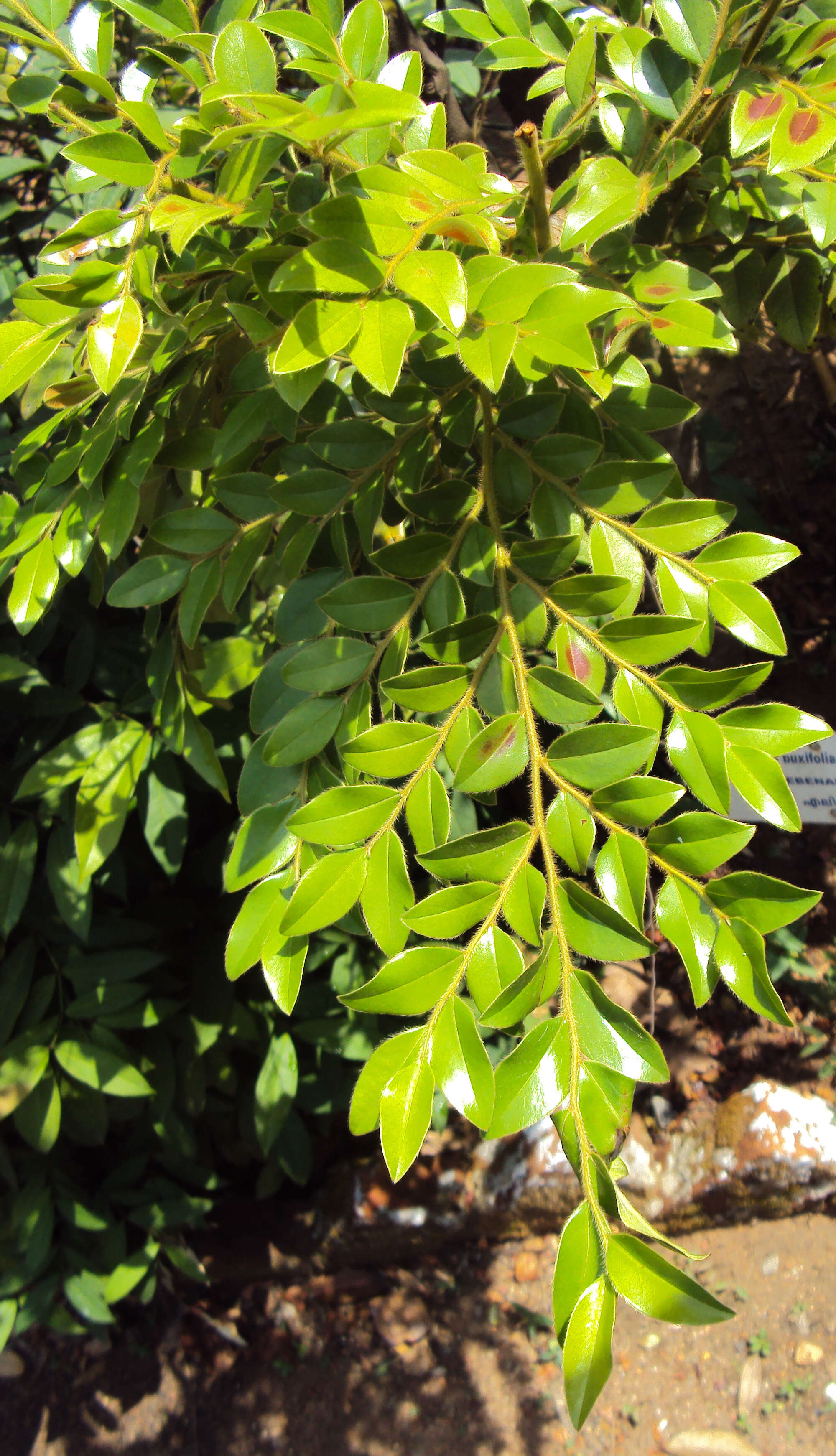 Sivun Diospyros buxifolia (Blume) Hiern kuva