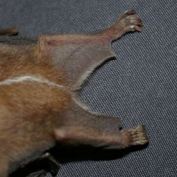 Image of Heller's Broad-nosed Bat