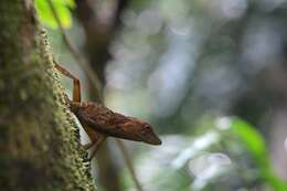 Image of Puerto Rican Crested Anole