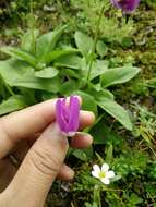 Imagem de Dodecatheon austrofrigidum K. L. Chambers