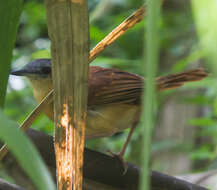 Image of White-bellied Antbird