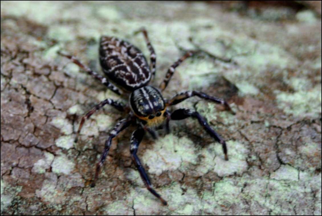 Image of Adoxotoma nodosa (L. Koch 1879)