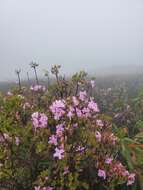 صورة Rhododendron farrerae Tate ex Sweet