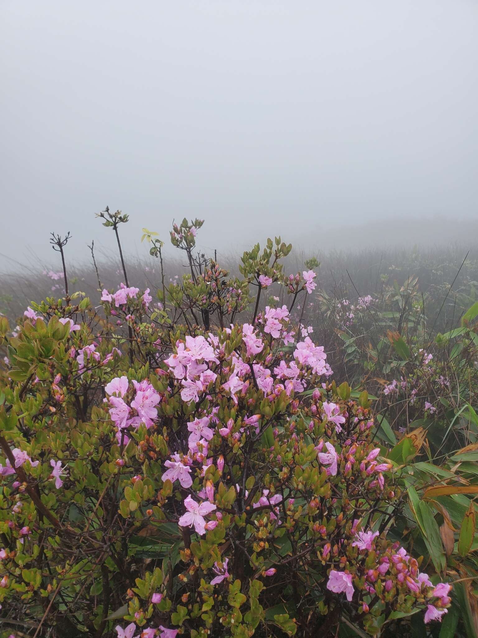 صورة Rhododendron farrerae Tate ex Sweet