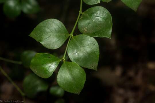 Image de Carissa spinarum L.