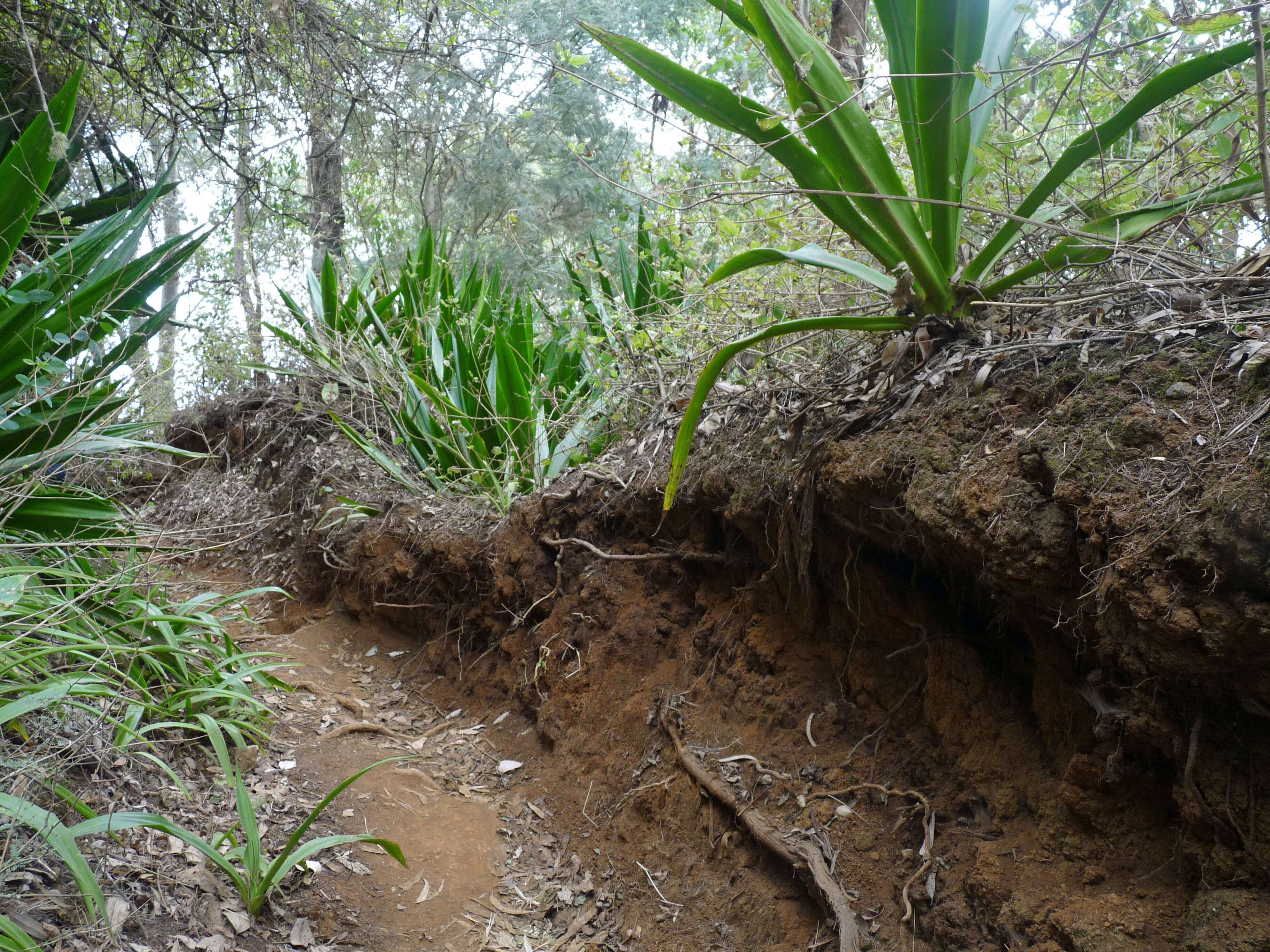 Plancia ëd Agave sisalana Perrine