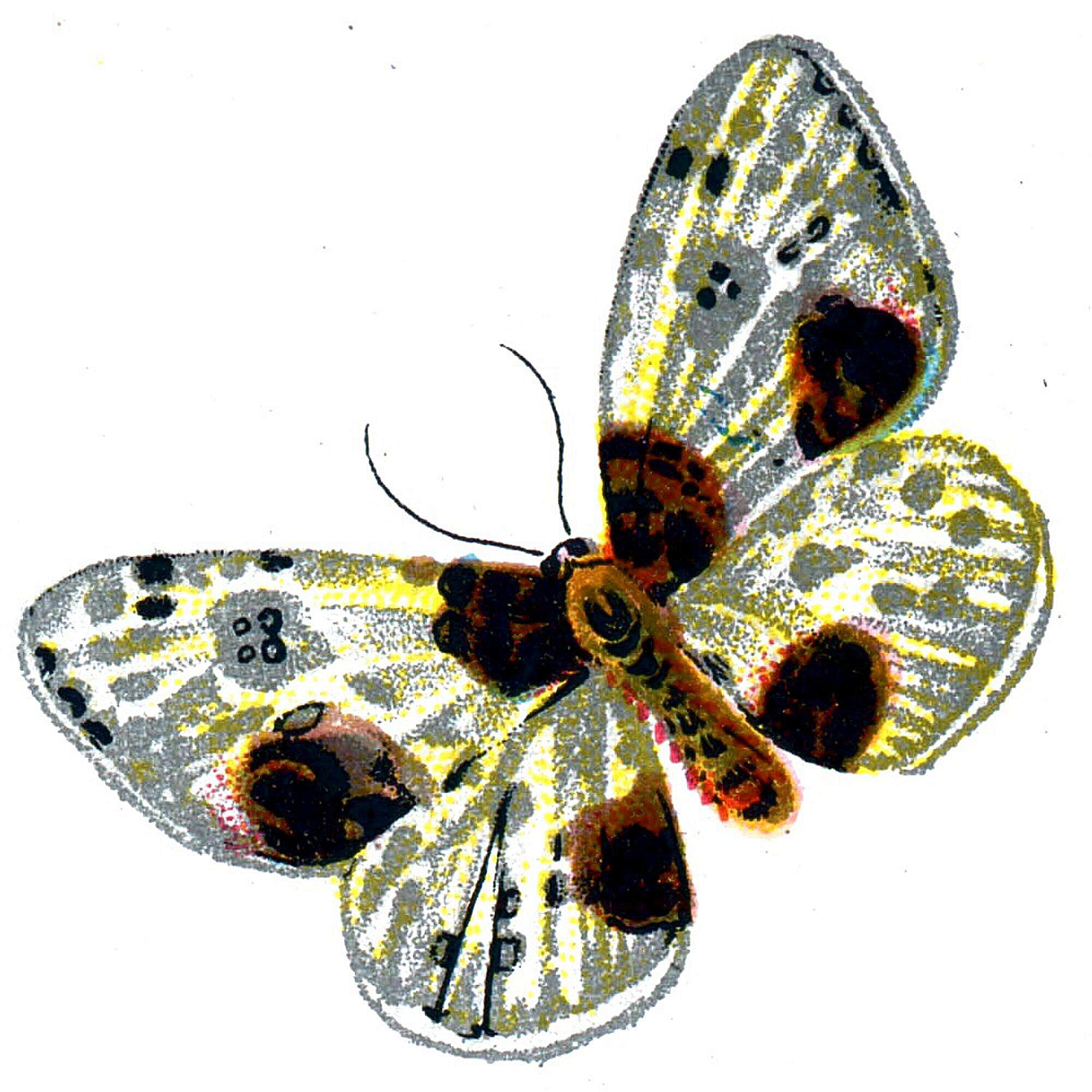 Image of clouded magpie