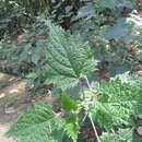 Image of Urtica thunbergiana Sieb. & Zucc.