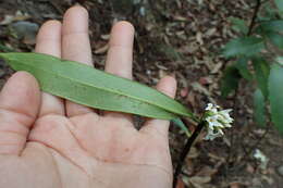 Image of Daphne kiusiana Miq.