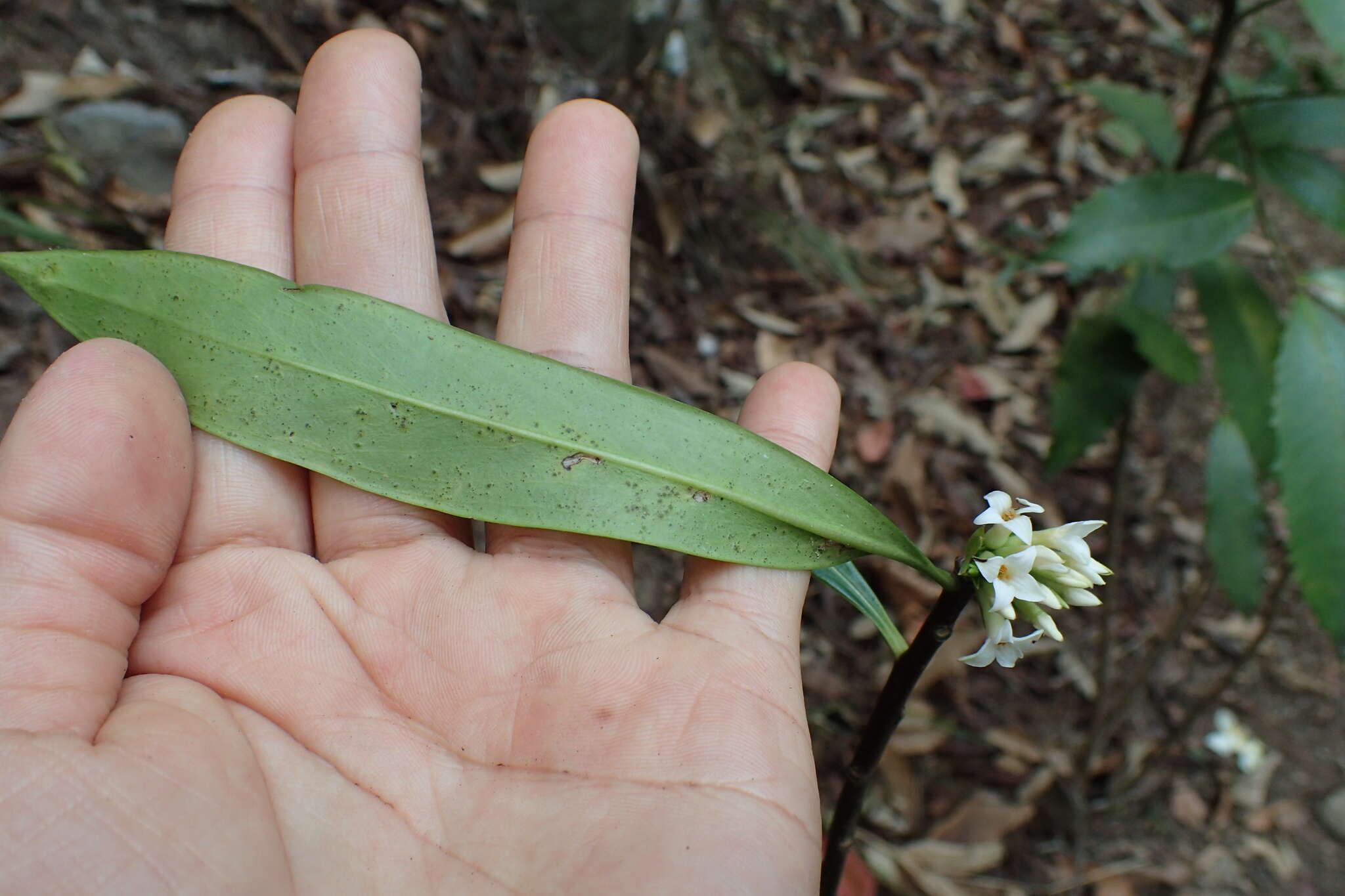 Image of Daphne kiusiana Miq.