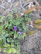 Image of Chukotka locoweed