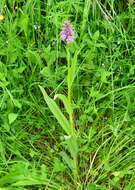 Image de Dactylorhiza sibirica Efimov