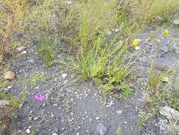 Image de Oxytropis prostrata (Pall.) DC.