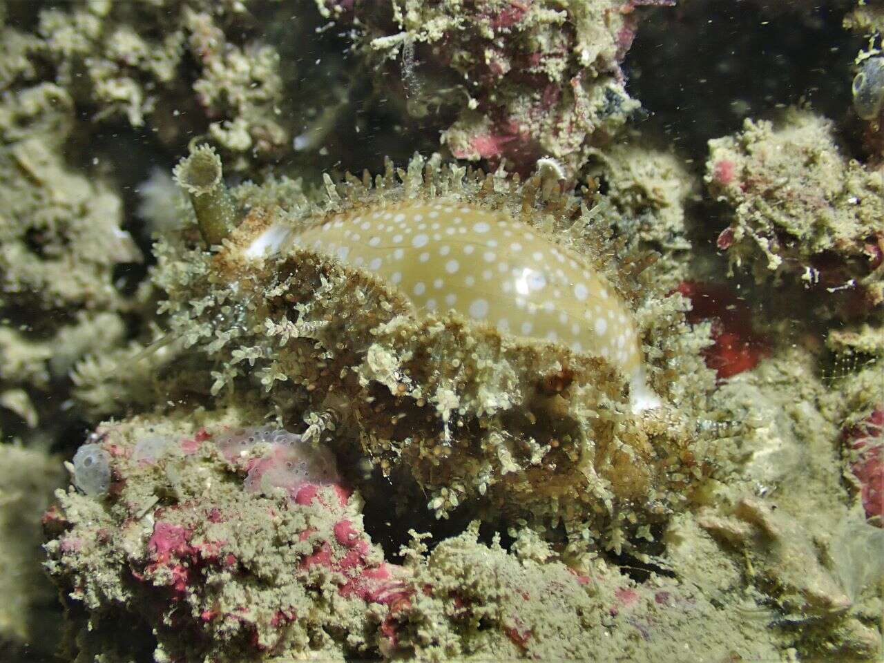 Image of Fuzzy cowrie shell