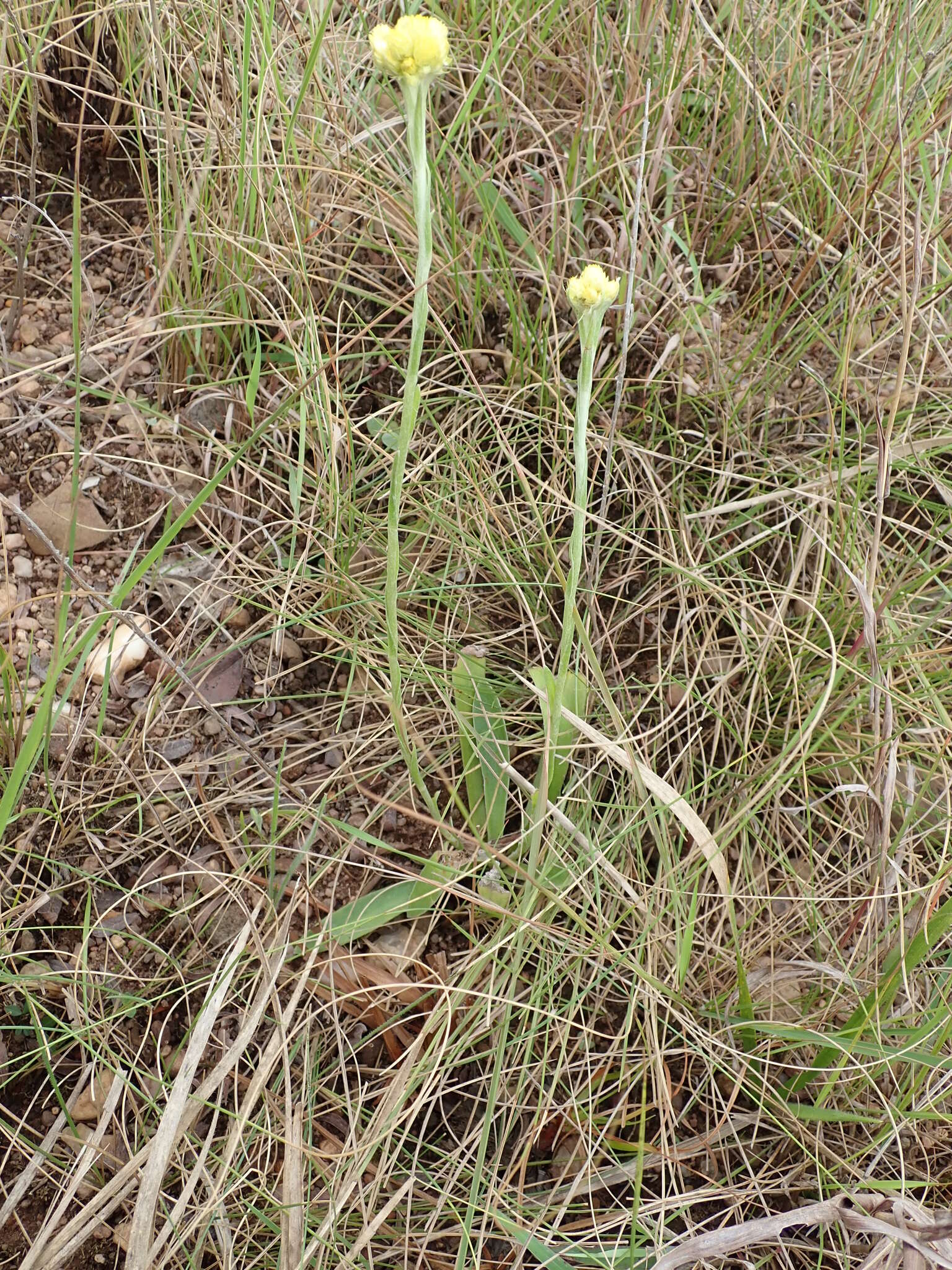 Image of Helichrysum mixtum var. mixtum