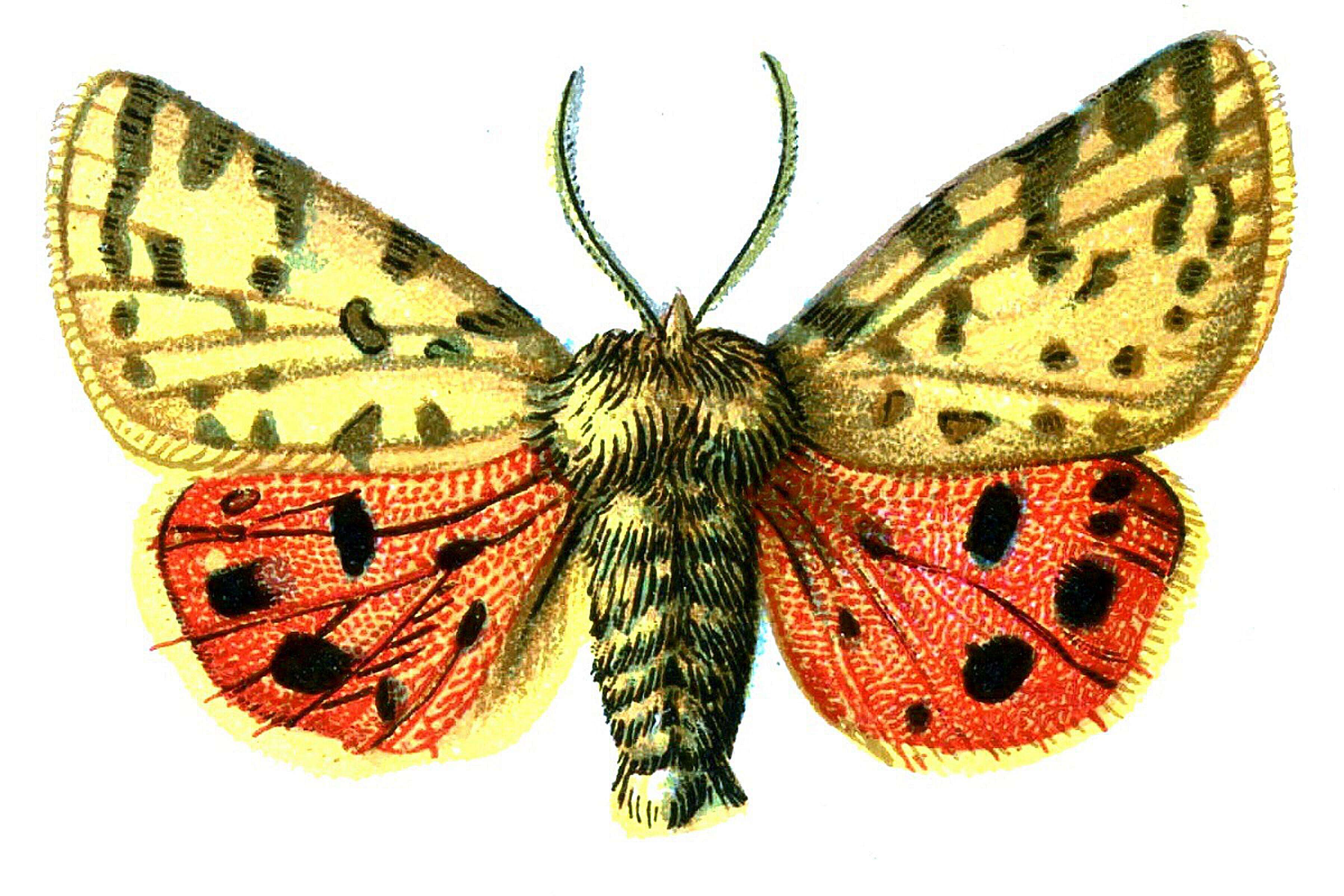 Image de Rhyparia purpurata