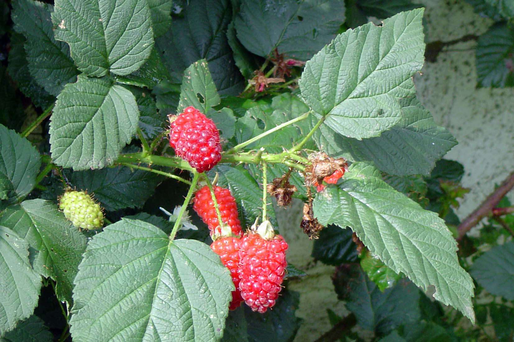 Слика од Rubus loganobaccus L. H. Bailey