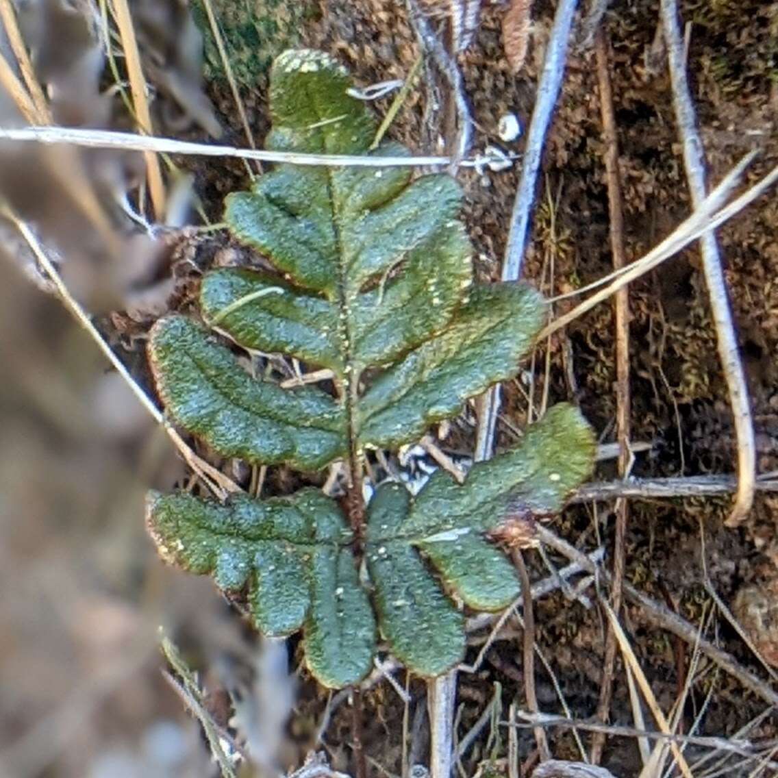 Image of Pentagramma viscosa Schuettp. & Windham