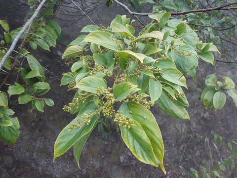 Image of Rhamnus formosana Matsum.