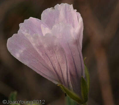 Image of Monsonia burkeana Planch. ex Harv. & Sond.