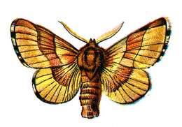 Image of lackey moth