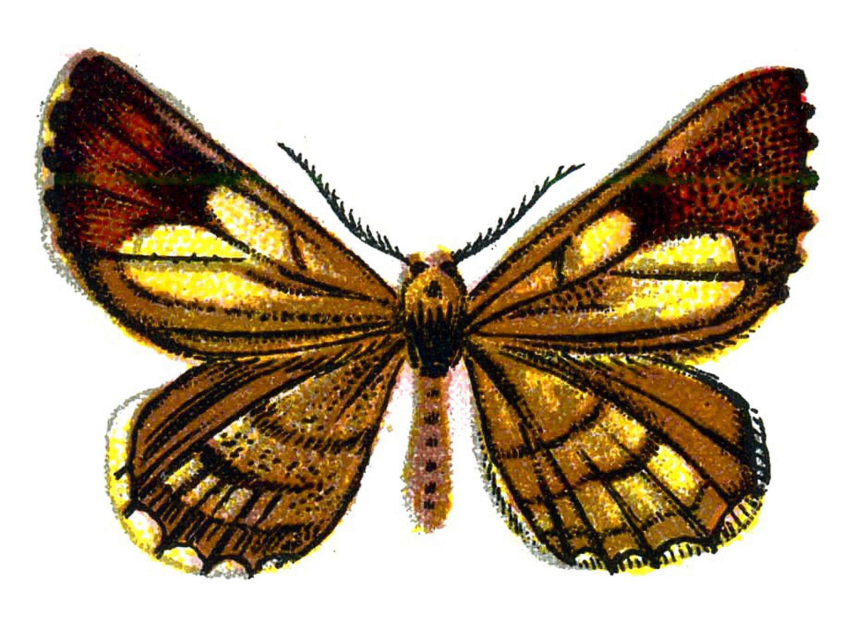 Bupalus resmi