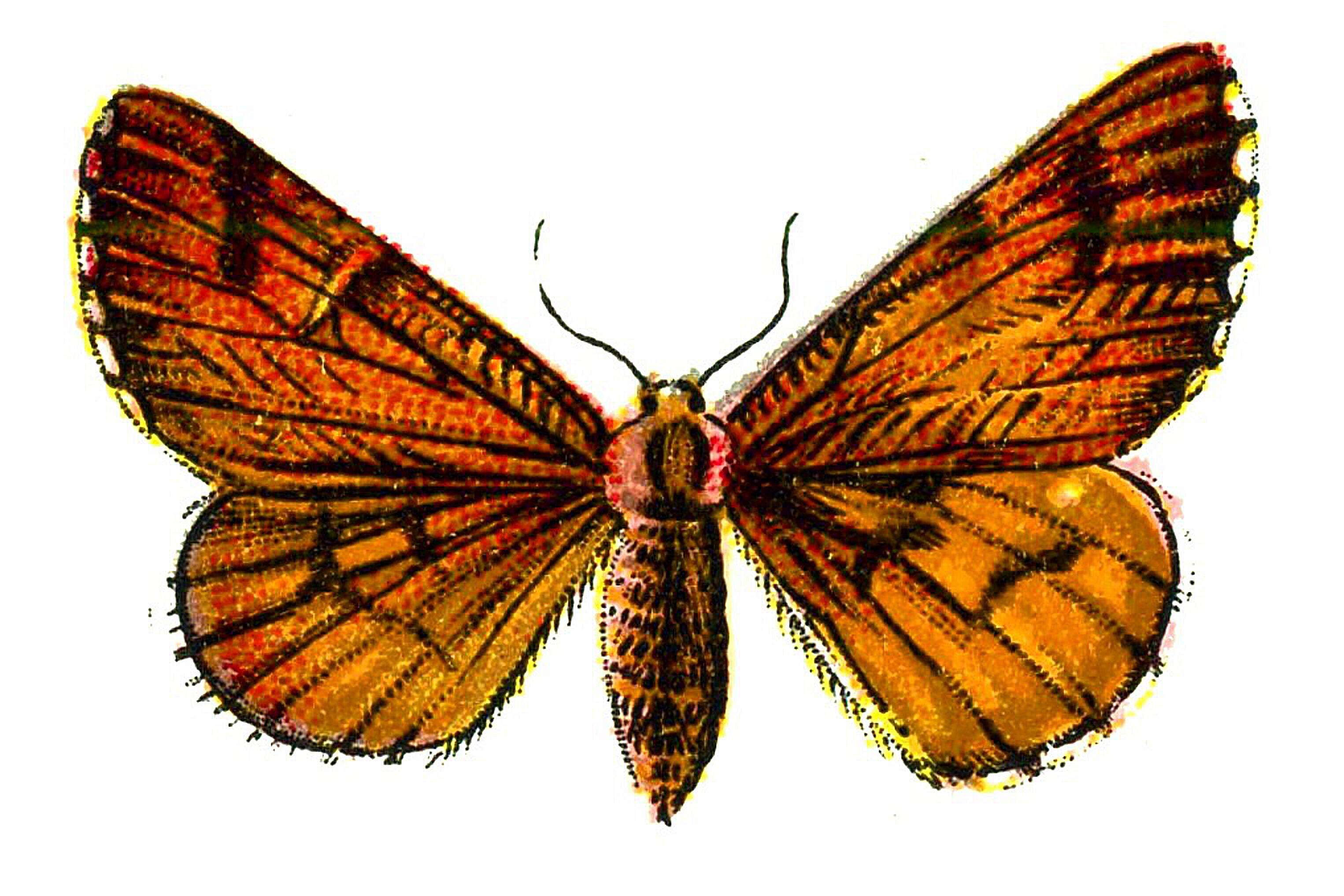 Image de Bupalus