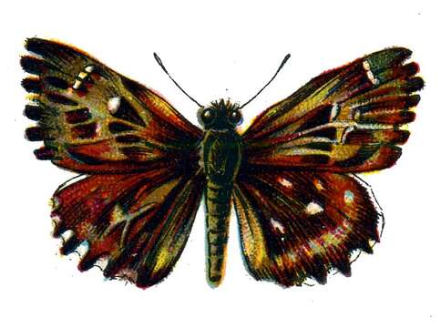 Image of Mallow Skipper