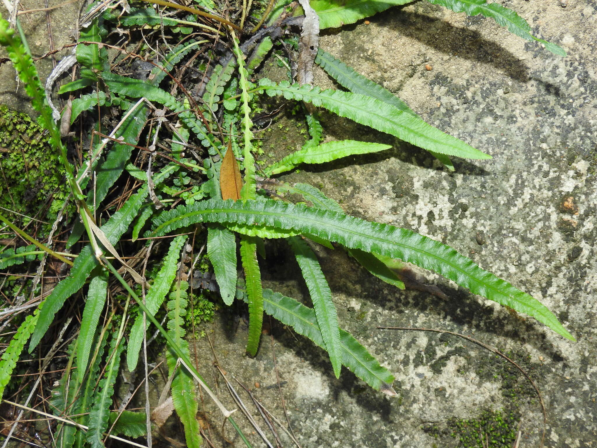 Image of Asplenium attenuatum R. Br.