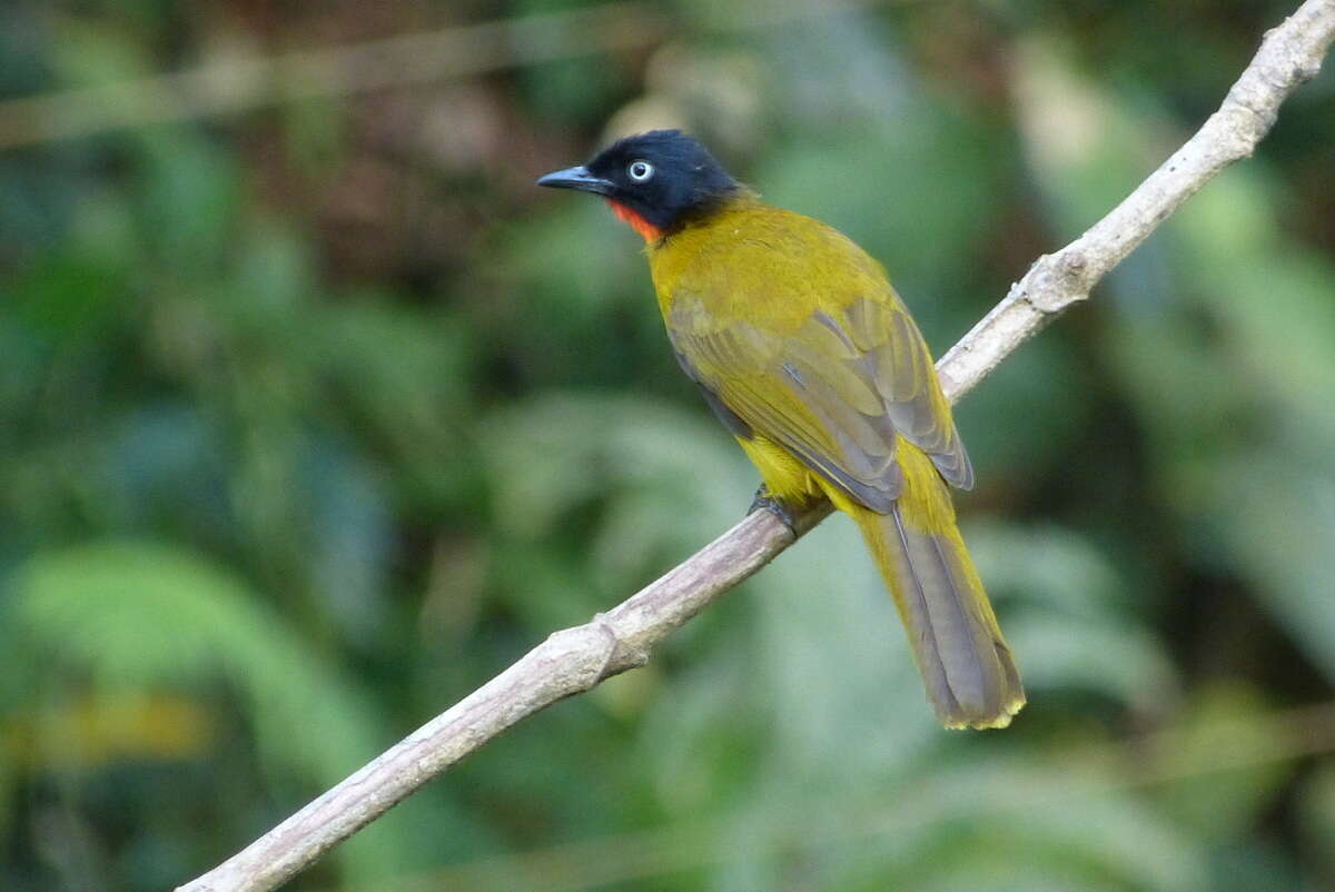 Image of Flame-throated Bulbul