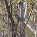 Pachycephala rufogularis Gould 1841 resmi