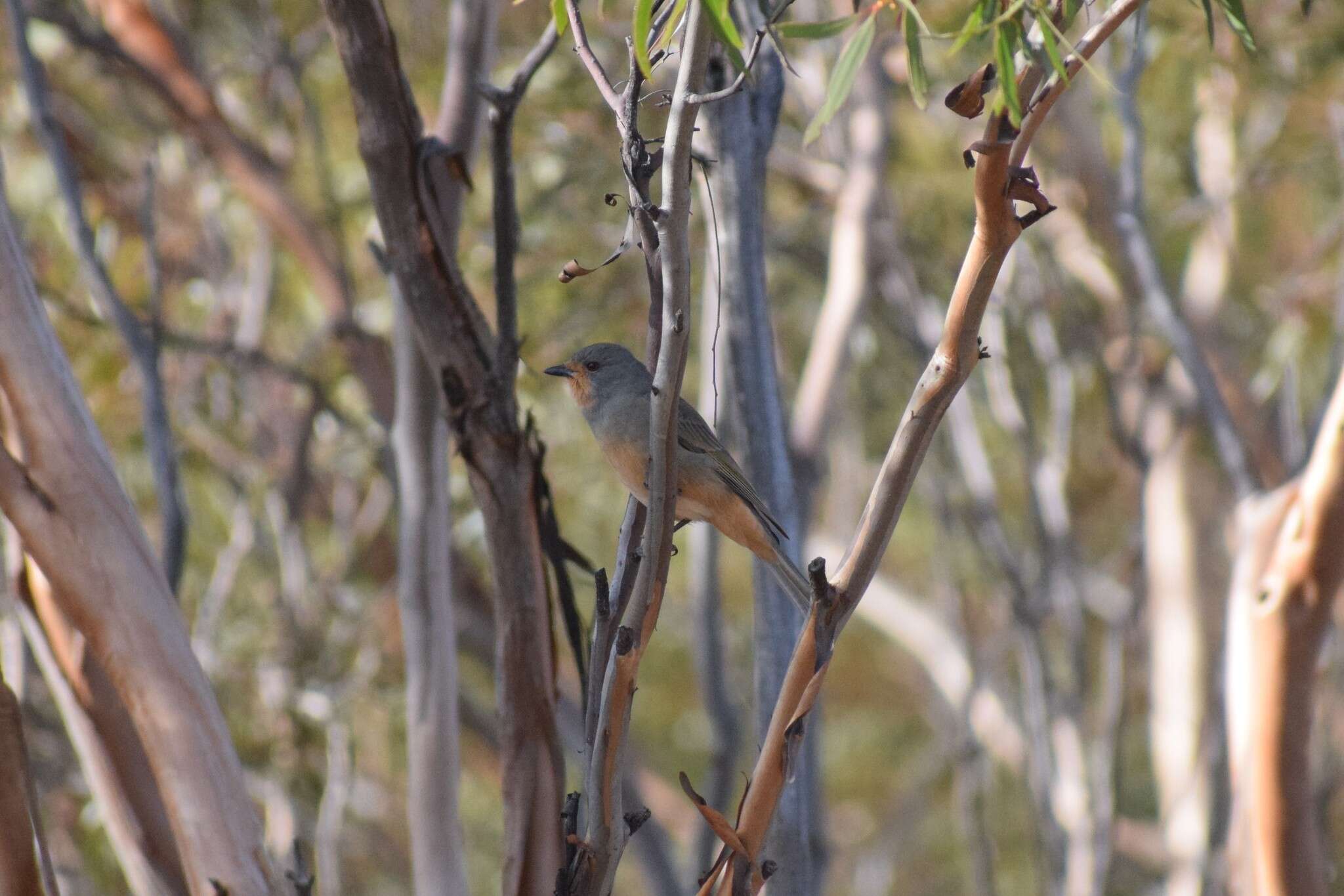 Pachycephala rufogularis Gould 1841 resmi